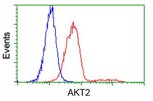 AKT2 Antibody - Flow cytometry of Jurkat cells, using anti-AKT2 antibody, (Red) compared to a nonspecific negative control antibody (Blue).