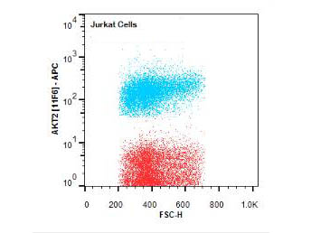 AKT2 Antibody - Flow Cytometry of Rat anti-AKT2 antibody. Cells: Jurkat Cells. Stimulation: none. Primary antibody: Allophycocyanin conjugated AKT2 antibody at 1.0 µg/mL for 20 min at 4°C.
