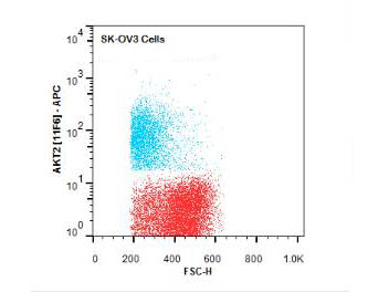 AKT2 Antibody - Flow Cytometry of Rat anti-AKT2 antibody. Cells: SK-OV3 Cells. Stimulation: none. Primary antibody: Allophycocyanin conjugated AKT2 antibody at 1.0 µg/mL for 20 min at 4°C.