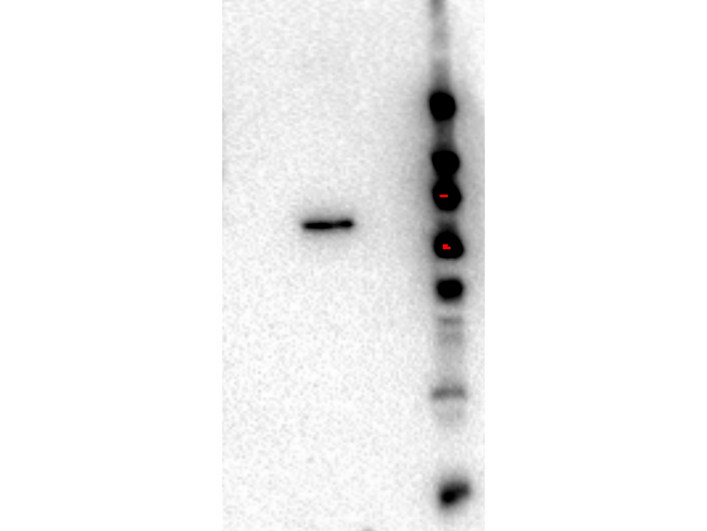 AKT2 Antibody - Western Blot of Rat monoclonal anti-AKT2 antibody. Lane 1: GST-AKT1. Lane 2: GST-AKT2. Lane 3: GST-AKT3. Load: 50 ng per lane. Primary antibody: anti-AKT2 antibody at 1:1000 for overnight at 4 degrees C. Secondary antibody: Goat secondary antibody anti rat at 1:40,000 for 45 min at RT. Block: 5% BLOTTO overnight at 4 degrees C. Predicted/Observed size: 85 kDa for GST-AKT2. This image was taken for the unmodified form of this product. Other forms have not been tested.