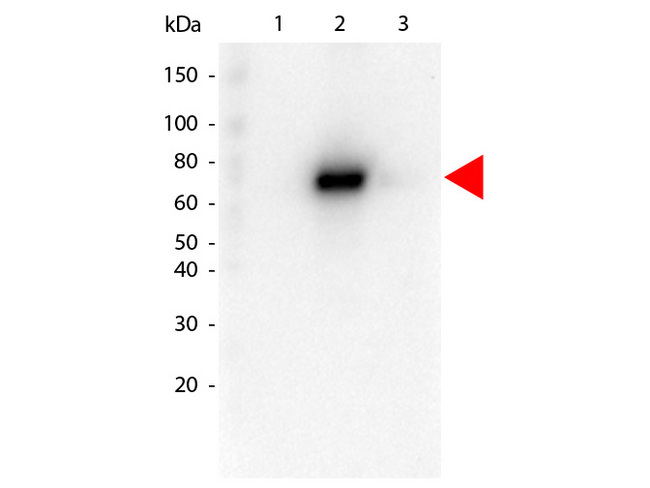 AKT2 Antibody - Western Blot of Rat anti-AKT2 antibody. Lane 1: GST Tagged recombinant AKT1. Lane 2: GST Tagged recombinant AKT2. Lane 3: GST Tagged recombinant AKT3. Load: 25 ng per lane. Primary antibody: AKT2 antibody at 1:1,000 for overnight at 4 degrees C. Secondary antibody: Peroxidase rat secondary antibody at 1:40,000 for 30 min at RT. Block: MB-070 for 30 min at RT. Predicted/Observed size: 78 kDa for AKT2. Other band(s): none. This image was taken for the unmodified form of this product. Other forms have not been tested.