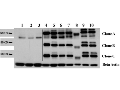 AKT2 Antibody - Western Blot of Rat Anti-AKT2 antibody. Lane 1: C2C12. Lane 2: MEF#1. Lane 3: MEF#2. Lane 4: A549. Lane 5: Calu-1. Lane 6: PC3. Lane 7: HepG2. Lane 8: Jurkat. Lane 9: SKOV3. Lane 10: 293T. Load: 35 µg per lane. Primary antibody: AKT2 unconjugated antibody at 1:1000 for overnight at 4°C. Secondary antibody: Rat secondary antibody at 1:20,000 for 1 h at RT. Block: 5% BLOTTO overnight at 4°C. Predicted/Observed size: 56 kDa for AKT 2.