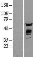 AKT2 Protein - Western validation with an anti-DDK antibody * L: Control HEK293 lysate R: Over-expression lysate