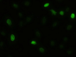 AKT3 Antibody - Anti-AKT3 mouse monoclonal antibody  immunofluorescent staining of HeLa cells transiently transfected by pCMV6-ENTRY AKT3.