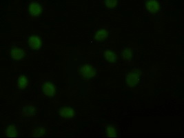 AKT3 Antibody - Immunofluorescent staining of HeLa cells using anti-AKT3 mouse monoclonal antibody.