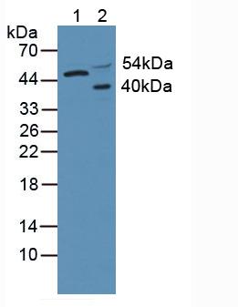 AKT3 Antibody - Western Blot; Sample: Lane1: Human Hela Cells; Lane2: Rat Brain Tissue.