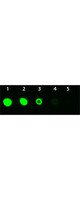 AKT3 Antibody - Dot Blot of Mouse anti-AKT3 Monoclonal Antibody Fluorescein Conjugated. Antigen: His-tagged AKT3. Load: Lane 1 - 100 ng Lane 2 - 33.3 ng Lane 3 - 11.1 ng Lane 4 - 3.70 ng Lane 5 - 1.23 ng. Primary antibody: n/a. Secondary antibody: Mouse anti-AKT3 Monoclonal Antibody Fluorescein Conjugated at 1:1,000 for 60 min at RT. Block: MB-070 for 1 HR at RT.
