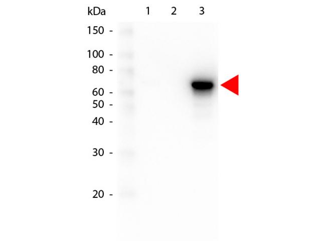 AKT3 Antibody - Western Blot of Mouse anti-AKT3 antibody. Lane 1: GST Tagged recombinant AKT1. Lane 2: GST Tagged recombinant AKT2. Lane 3: GST Tagged recombinant AKT3. Load: 25 ng per lane. Primary antibody: AKT3 antibody at 1:1,000 for overnight at 4°C. Secondary antibody: Peroxidase mouse secondary antibody at 1:40,000 for 30 min at RT.