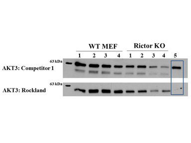 AKT3 Antibody - Western Blot of Mouse anti-AKT3 antibody. Lane 1: Control. Lane 2: Rapa. Lane 3: T50. Lane 4: T250. Lane 5: Control. Lane 6: Rapa. Lane 7: T50. Lane 8: T250. Lane 9: AKT3 null. Load: 35 µg per lane. Primary antibody: AKT-3 unconjugated antibody at 1:1000 for overnight at 4°C. Secondary antibody: Anti mouse secondary antibody at 1:20,000 for 1 h at RT. Block: 5% BLOTTO overnight at 4°C. Predicted/Observed size: 56 kDa for AKT3.