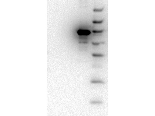 AKT3 Antibody - Western Blot of Mouse monoclonal anti-AKT3 antibody. Lane 1: GST-AKT1. Lane 2: GST-AKT2. Lane 3: GST-AKT3. Load: 50 ng per lane. Primary antibody: anti-AKT3 unconjugated antibody at 1:1000 for overnight at 4°C. Secondary antibody: Rabbit secondary antibody anti mouse at 1:40,000 for 45 min at RT. Block: 5% BLOTTO overnight at 4°C. Predicted/Observed size: 85 kDa for GST-AKT3.