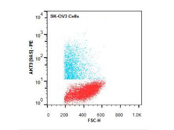 AKT3 Antibody - Flow Cytometry of Mouse anti-AKT3 antibody. Cells: SK-OV3 Cells. Stimulation: none. Primary antibody: Phycoerythrin AKT3 antibody at 1.0 µg/mL for 20 min at 4°C.