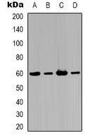 AKT3 Antibody - Western blot analysis of AKT3 expression in HeLa (A); NIH3T3 (B); mouse brain (C); rat brain (D) whole cell lysates.