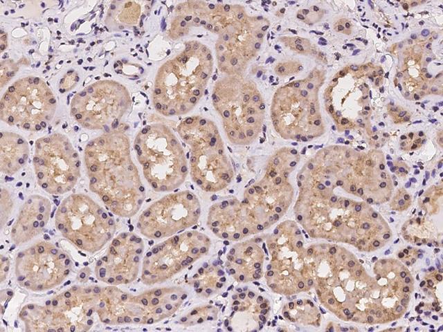 AKTIP / FTS Antibody - Immunochemical staining of human AKTIP in human kidney with rabbit polyclonal antibody at 1:100 dilution, formalin-fixed paraffin embedded sections.