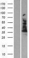 ALAD Protein - Western validation with an anti-DDK antibody * L: Control HEK293 lysate R: Over-expression lysate