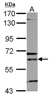 ALAS2 Antibody - Sample (30 ug of whole cell lysate). A: K562. 7.5% SDS PAGE. ALAS2 antibody diluted at 1:500.