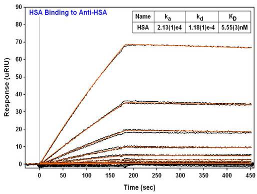 ALB / Serum Albumin Antibody - CA using Human Serum Albumin Antibody (12D12)