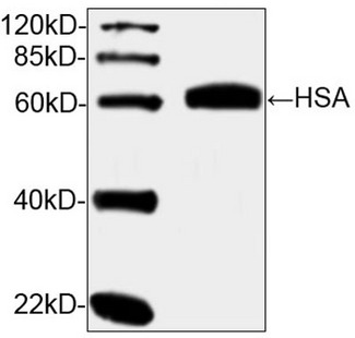 ALB / Serum Albumin Antibody - Western blot analysis of human serum using HSA Antibody (2C7B4), mAb, Mouse The signal was developed with IRDye TM 800 Conjugated affinity Purified Goat Anti-Mouse IgG Predicted Size: 65 kD Observed Size: 65 kD