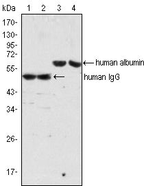 ALB / Serum Albumin Antibody - Human Serum Albumin Antibody in Western Blot (WB)