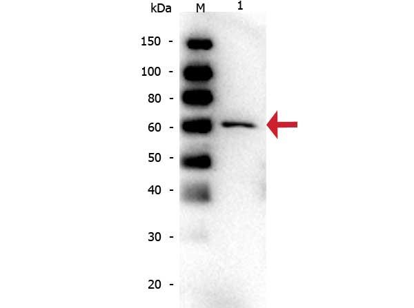 ALB / Serum Albumin Antibody - Western Blot of Mouse anti-Bovine Serum Albumin Monoclonal Antibody. Lane 1: Bovine Serum Albumin. Load: 50 ng per lane. Primary antibody: Bovine Serum Albumin antibody at 1:1,000 for overnight at 4°C. Secondary antibody: Peroxidase mouse secondary antibody at 1:40,000 for 30 min at RT.
