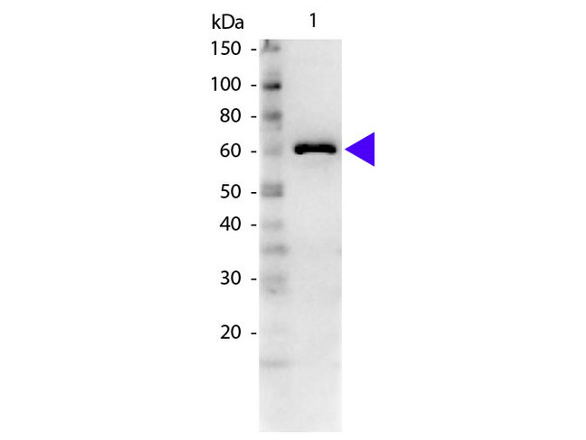 ALB / Serum Albumin Antibody - Western blot of rabbit Anti-Bovine Serum Albumin secondary antibody. Lane 1: BSA. Lane 2: None. Load: 50 ng per lane. Primary antibody: BSA antibody at 1:1,000 overnight at 4°C. Secondary antibody: Peroxidase rabbit secondary antibody at 1:40,000 for 30 min at RT. Blocking: 5% Goat Serum for 30 min at RT. Predicted/Observed size: 66 kDa, 61 kDa for BSA. Other band(s): None.