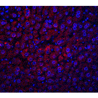 ALB / Serum Albumin Antibody - Immunofluorescence of Albumin in mouse liver tissue with Albumin antibody at 20 µg/ml.