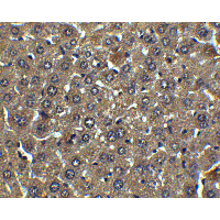 ALB / Serum Albumin Antibody - Immunohistochemistry of Albumin in mouse liver tissue with Albumin antibody at 5 µg/mL.