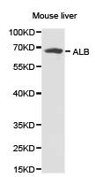 ALB / Serum Albumin Antibody - Western blot of extracts of mouse liver cell lines, using ALB antibody.