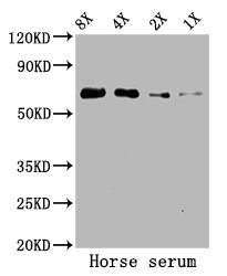 ALB / Serum Albumin Antibody - Western Blot Positive WB detected in: Horse serum All lanes: ALB antibody at 5.2µg/ml Secondary Goat polyclonal to rabbit IgG at 1/50000 dilution Predicted band size: 67 kDa Observed band size: 67 kDa