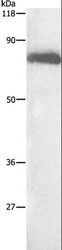 ALB / Serum Albumin Antibody - Western blot analysis of HepG2 cell, using ALB Polyclonal Antibody at dilution of 1:500.