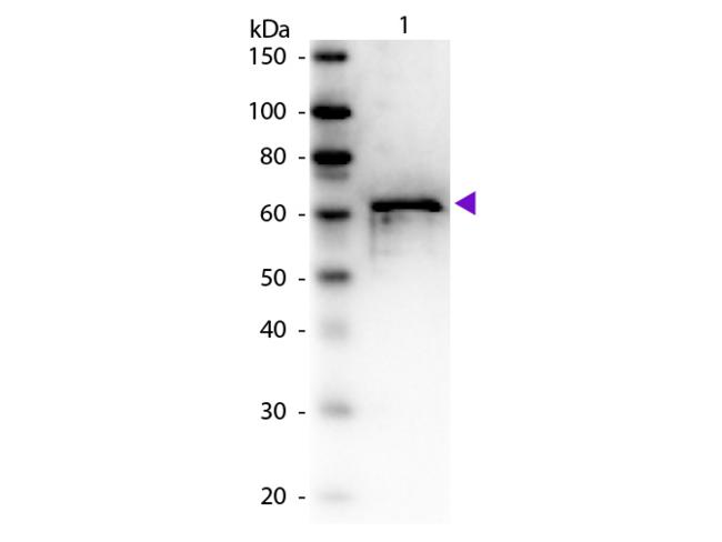 ALB / Serum Albumin Antibody - Western Blot of Rabbit anti-Bovine Serum Albumin antibody. Lane 1: BSA. Lane 2: None. Load: 50 ng per lane. Primary antibody: BSA antibody at 1:1,000 for overnight at 4°C. Secondary antibody: Peroxidase rabbit secondary antibody at 1:40,000 for 30 min at RT.