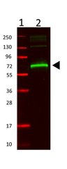 ALB / Serum Albumin Antibody - Anti-MSA Antibody - Western Blot. Western Blot showing detection of mouse serum albumin (0.1 ug) in lane 2. MW markers are in lane 1. Protein was run on a 4-20% gel, then transferred to 0.45 micron nitrocellulose. After blocking with 1% BSA-TTBS (MB-013, diluted to 1X) 30 min at 20°C, primary antibody was used at 1:1000 overnight at 4°C. Anti-Rabbit IgG (H&L) (GOAT) antibody IRDye800CW (p/n secondary antibody was used at 1:20000 in Blocking Buffer for Fluorescent Western Blot (p/n MB-070) and imaged on the LiCor Odyssey imaging system. Arrow indicates correct 69 kD molecular weight position expected for mouse serum albumin.