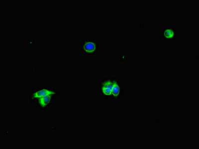 ALB / Serum Albumin Antibody - Immunofluorescent analysis of HepG2 cells diluted at 1:100 and Alexa Fluor 488-congugated AffiniPure Goat Anti-Rabbit IgG(H+L)