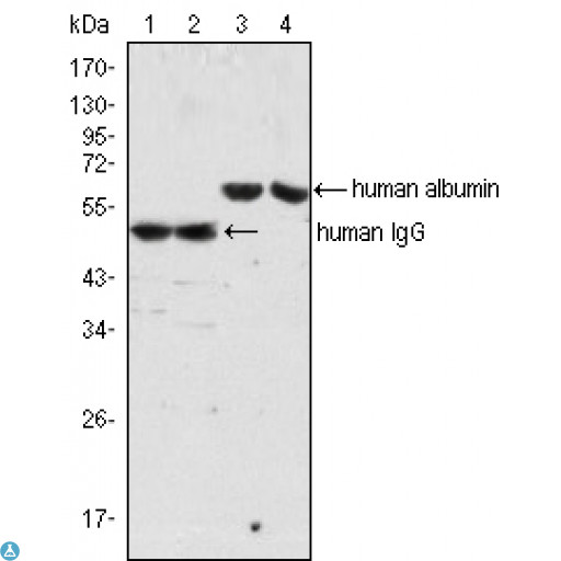 ALB / Serum Albumin Antibody - Western Blot (WB) analysis using ALB Monoclonal Antibody (lane 3, 4) and Human IgG Monoclonal Antibody (lane 1, 2) against Human Serum (lane 1, 3) and plasma (lane 2, 4).