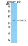 ALCAM / CD166 Antibody - Western blot of recombinant ALCAM / CD166.  This image was taken for the unconjugated form of this product. Other forms have not been tested.