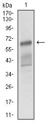 ALCAM / CD166 Antibody - Western blot using ALCAM mouse monoclonal antibody against NIH/3T3 cell lysate.