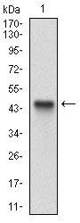 ALCAM / CD166 Antibody - Western blot using ALCAM monoclonal antibody against human ALCAM recombinant protein. (Expected MW is 44.9 kDa)