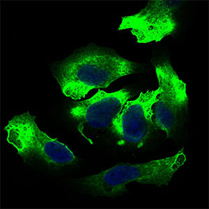ALCAM / CD166 Antibody - Immunofluorescence of HeLa cells using ALCAM mouse monoclonal antibody (green). Blue: DRAQ5 fluorescent DNA dye.
