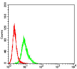 ALCAM / CD166 Antibody - Flow cytometric analysis of HL-60 cells using CD166 mouse mAb (green) and negative control (red).