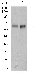 ALCAM / CD166 Antibody - Western blot using AlCAM mouse monoclonal antibody against L1210 (1) cell lysate, and Mouse spleen (2) tissue lysate.