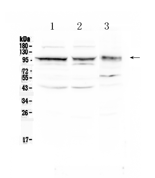 ALCAM / CD166 Antibody - Western blot - Anti-CD166/ALCAM Picoband Antibody