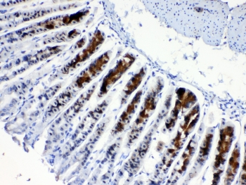 ALCAM / CD166 Antibody - IHC testing of FFPE mouse stomach tissue with CD166 antibody at 1ug/ml. Required HIER: steam section in pH6 citrate buffer for 20 min and allow to cool prior to testing.