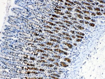 ALCAM / CD166 Antibody - IHC testing of FFPE rat stomach tissue with CD166 antibody at 1ug/ml. Required HIER: steam section in pH6 citrate buffer for 20 min and allow to cool prior to testing.