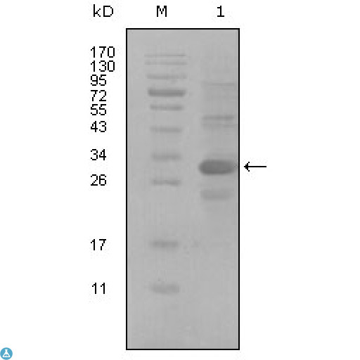 ALCAM / CD166 Antibody - Western Blot (WB) analysis using CD166 Monoclonal Antibody against truncated Trx-CD166 recombinant protein (1).