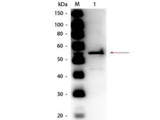 Aldehyde Dehydrogenase Antibody - Western Blot of rabbit anti-Aldehyde Dehydrogenase (yeast) Antibody Peroxidase Conjugated. Lane 1: Aldehyde Dehydrogenase (yeast). Load: 50 ng per lane. Primary antibody: Rabbit anti-Aldehyde Dehydrogenase (yeast) Antibody Peroxidase Conjugated at 1:1,000 overnight at 4°C. Secondary antibody: n/a. Block: MB-070 for 30 min at RT. Predicted/Observed size: 55 kDa, 55 kDa for Aldehyde Dehydrogenase (yeast).