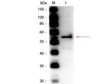 Aldehyde Dehydrogenase Antibody - Western Blot of Rabbit anti-Aldehyde Dehydrogenase (yeast) Antibody Peroxidase Conjugated. Lane 1: Aldehyde Dehydrogenase (yeast). Load: 50 ng per lane. Primary antibody: Rabbit anti-Aldehyde Dehydrogenase (yeast) Antibody Peroxidase Conjugated at 1:1,000 overnight at 4°C. Secondary antibody: n/a.