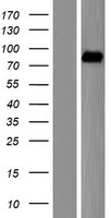 ALDH16A1 Protein - Western validation with an anti-DDK antibody * L: Control HEK293 lysate R: Over-expression lysate