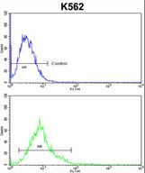 ALDH18A1 Antibody - ALDH18A1 Antibody flow cytometry of k562 cells (bottom histogram) compared to a negative control cell (top histogram). FITC-conjugated goat-anti-rabbit secondary antibodies were used for the analysis.