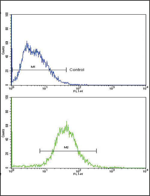 ALDH1A1 / ALDH1 Antibody - Flow cytometric of HepG2 cells using ALDH1A1 Antibody (bottom histogram) compared to a negative control cell (top histogram). FITC-conjugated goat-anti-rabbit secondary antibodies were used for the analysis.