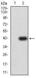 ALDH1A1 / ALDH1 Antibody - Western blot analysis using ALDH1A1 mAb against HEK293 (1) and ALDH1A1 (AA: 1-110)-hIgGFc transfected HEK293 (2) cell lysate.