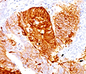 ALDH1A1 / ALDH1 Antibody -  This image was taken for the unmodified form of this product. Other forms have not been tested.